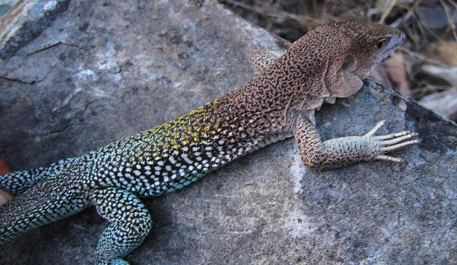 Imagen cercana de la Liolaemus warjantay, lagartija encontrada a 4.500 m s. n. m. en Cotahuasi. Foto: AFP