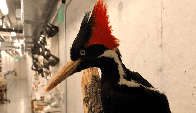 El pájaro carpintero real vivía en la regiones de Arkansas, Luisiana, Mississippi y Florida. Foto: AP