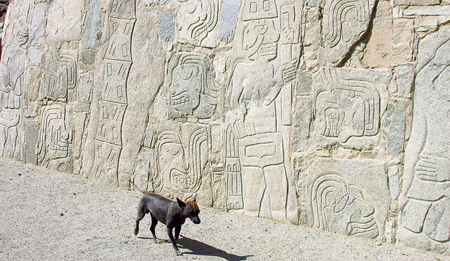 Patrimonio. Un perro peruano junto a los grabados del edificio de piedra del sitio arqueológico Sechín, en Casma, Áncash. Foto: difusión