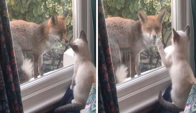 Una mujer disfruta de la compañía de un zorro que siempre le deja regalos en su hogar, pero ella se conmovió cuando lo vio jugar al lado de su mascota. Foto: captura de YouTube