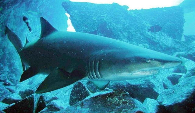 En lo que va del 2021 han ocurrido 63 ataques de tiburones en el mundo, una cifra mayor que la del año pasado. Foto: EFE/NSFW Ministery for Agriculture