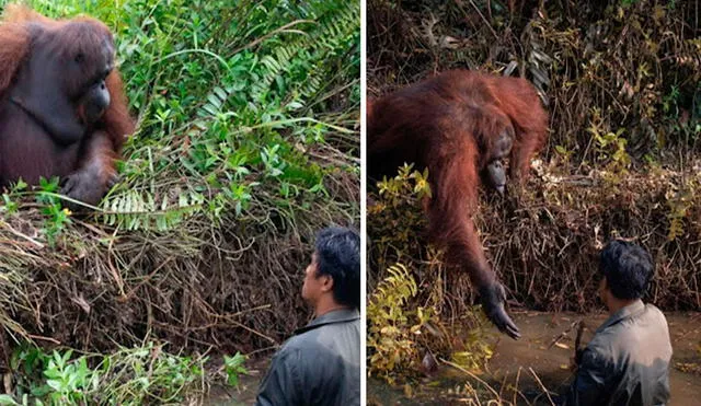 Un fotógrafo recorrió un recinto para visitar a unos primates; sin embargo, se llevó una sorpresa al ser testigo de una emotiva escena que captó con su cámara. Foto: Anil Prabhakar/ Facebook