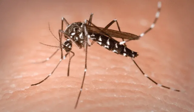 Minsa alerta de retorno del Dengue por temporada tanto en la selva como lima y declara bajo emergencia 51 regiones del país. Foto: Minsa