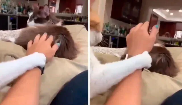 TikTok viral: gatito ve que su dueña acaricia a su ‘amigo’ y hace de todo para que lo atiendan a él