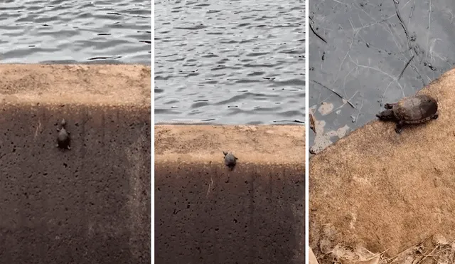 La pequeña tortuga caminó lentamente por el muro vertical hasta cumplir su objetivo. Llegar a las aguas del lago Brainard. Foto: captura de YouTube/Vídelo