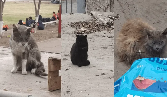 Estos gatitos esperan por ti. Foto: composición/La República