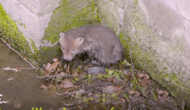 El video viral ha sido compartido en el canal El Dodo. Foto: captura de YouTube