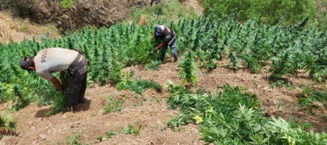 Personal de la División Policial de Huamachuco descubrió tres hectáreas de marihuana. Foto: PNP