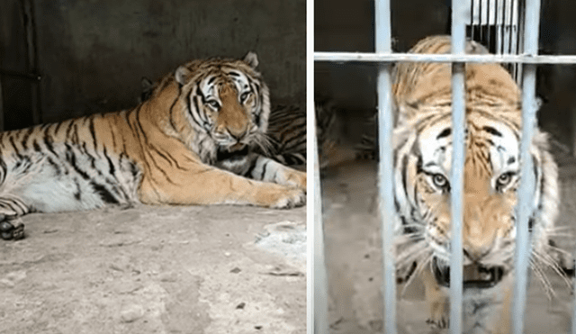 El video viral ha sido compartido en el canal Tiger. Foto: captura de YouTube