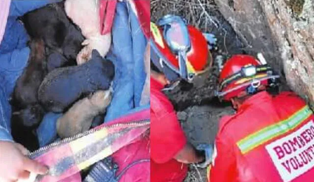 Cachorros se encontraban junto al cuerpo de su madre muerta. Foto: Sin Fronteras