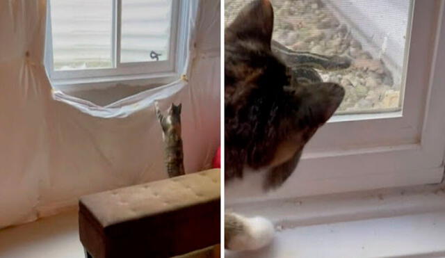 Una mujer quedó sorprendida con el hallazgo de su querida mascota, luego de que esta le avisó sobre la presencia de un ofidio en su sótano. Foto: captura de YouTube