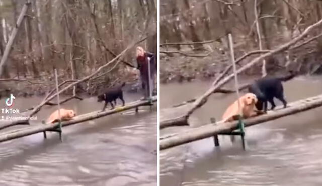 TikTok viral: perrito trata de subir un puente de madera, pero su ‘amigo’ lo traiciona y lo bota al río