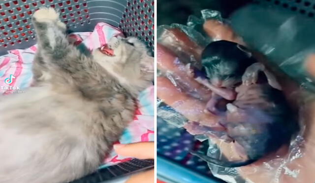 Una gatita se metió a su cama para alumbrar a sus bebés a escondidas; sin embargo, su dueña la atrapó y no dudó en ayudarla para que estuviera bien. Foto: captura de YouTube