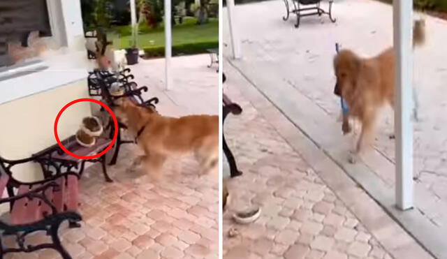 TikTok viral: perrito rompe adorno de casualidad y trata de escapar para no ser castigado por su dueño