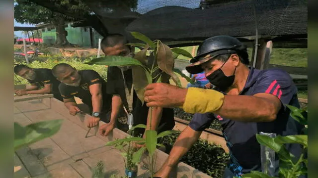 Miembros del Ejército son capacitados para injertar especies frutales como el limón y el mango. Foto: Goresam