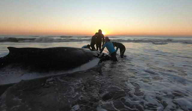 Las ballenas estaban encalladas en playas de la localidad balnearia de La Lucila del Mar, a 360 km al sur de Buenos Aires. Foto: AFP
