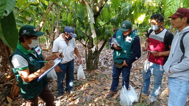 Analizan suelos para mejorar producción de cacao en Jaén y San Ignacio. Foto: Gobierno Regional de Cajamarca