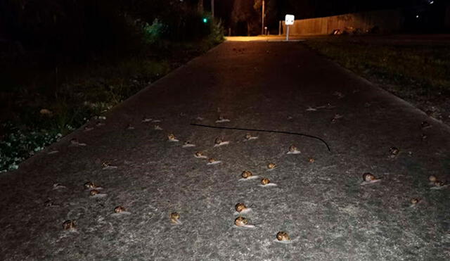 Una mujer regresaba a su casa tras salir de su trabajo en horas de la noche, pero se llevó una sorpresa al toparse con unos animales que cruzaban la calle juntos. Foto: Elizabeth Manson/ Facebook