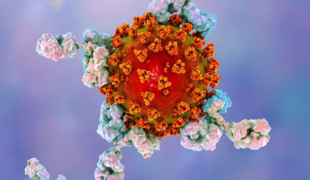 La ilustración muestra anticuerpos atacando al virus de la COVID-19. Foto: Science Photo Library