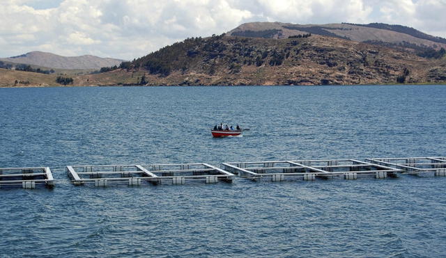Lo extraído del Titicaca juega un rol importante en la seguridad alimentaria y nutrición de las familias de los pescadores. Foto: difusión