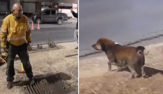 Los bomberos buscan a los dueños de este perrito que salió de casa y corrió peligro en la calle. Foto: captura de Facebook