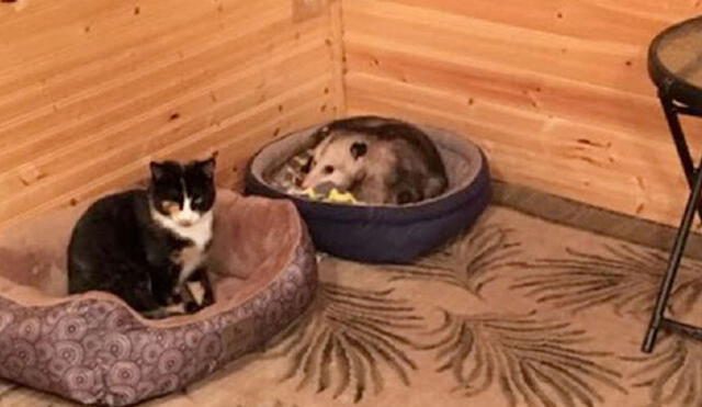 Una mujer de la tercera edad acondicionó un espacio en su hogar para cuidar a los gatitos callejeros; sin embargo, jamás se percató que había un pequeño infiltrado. Foto: Eric Hertlein/ Facebook