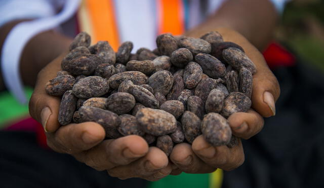 Exportaciones de cacao y sus derivados en el 2020 alcanzaron los 279 millones 200 mil dólares. Foto: Promperú