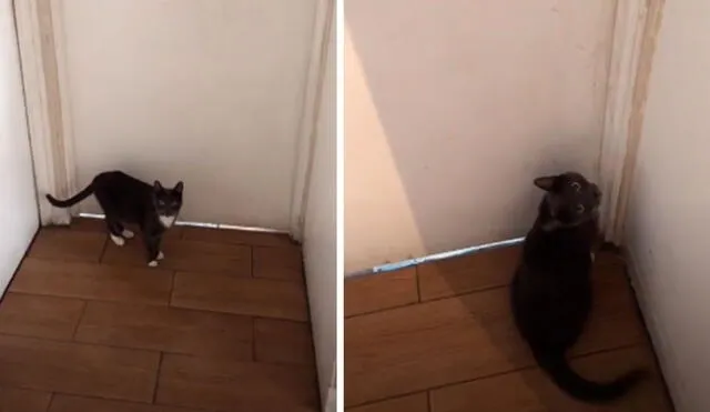 TikTok viral: gatita espera día y noche a su dueño en la puerta desde que se fue a vivir al extranjero