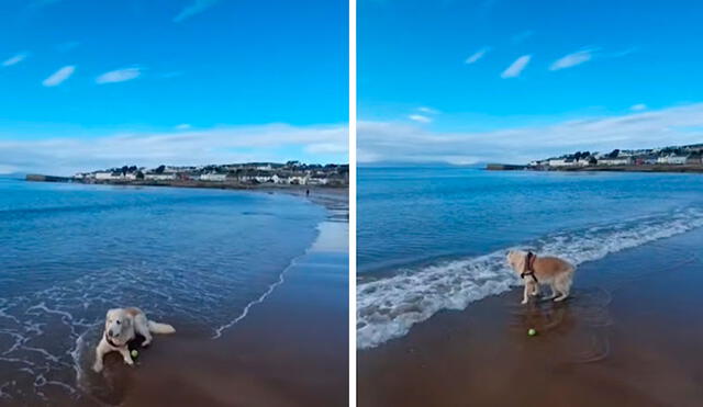 Una pareja llevó a su perrito de 14 años a un lugar paradisíaco, pero no imaginaron que este iba a recuperar su energía y alegría. Foto: captura de YouTube