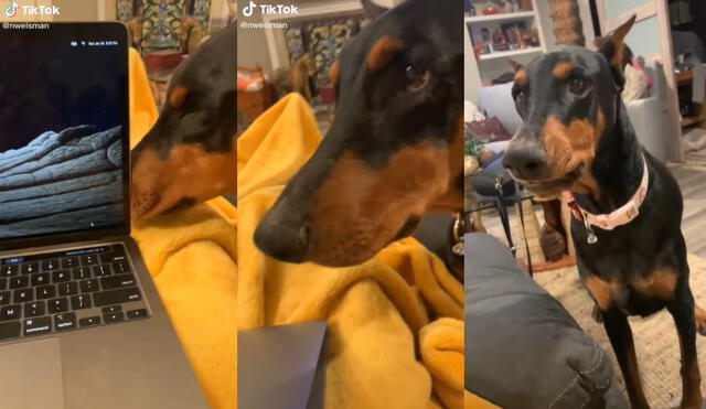 El doberman utilizó una curiosa manera para llamar la atención de su dueña. Foto: captura de TikTok