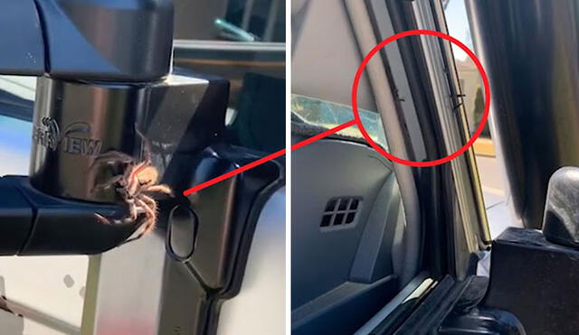 Un hombre alertó a su esposa sobre un pequeño bulto en su auto; sin embargo, cuando se acercaron a averiguar se llevaron una tremenda sorpresa. Foto: captura de YouTube