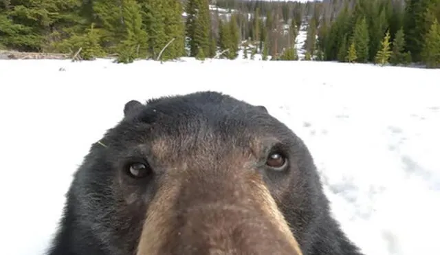 Un joven prendió una pequeña cámara que recogió de la nieve durante su paseo; sin embargo, no imaginó que iba a ver imágenes de un oso que se grabó a sí mismo. Foto: captura de YouTube