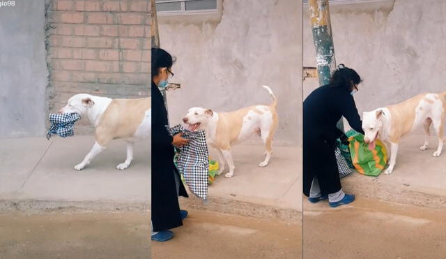 La mujer separó los productos alimenticios en una bolsa para que su perrito pueda cargarla. Foto: captura de TikTok.