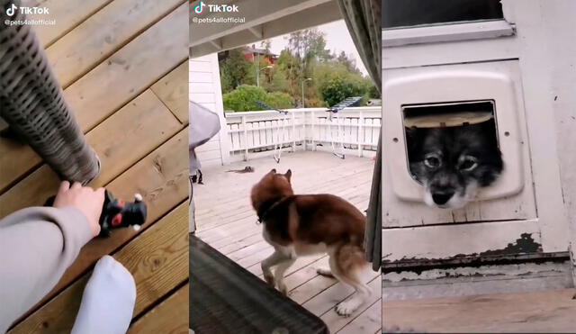 El can desarrolló una hilarante actuación en el interior de su vivienda. Foto: captura de TikTok