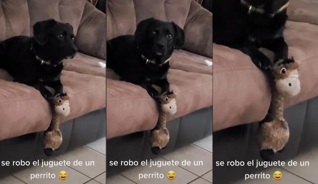 Furbo: la cámara para vigilar a tu perro y jugar con él mientras