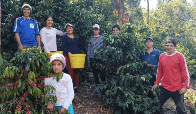 Los miembros de la Cooperativa Sol & Café destacaron la unidad para mejorar la producción cafatalera. Foto: Gobierno Regional de Cajamarca