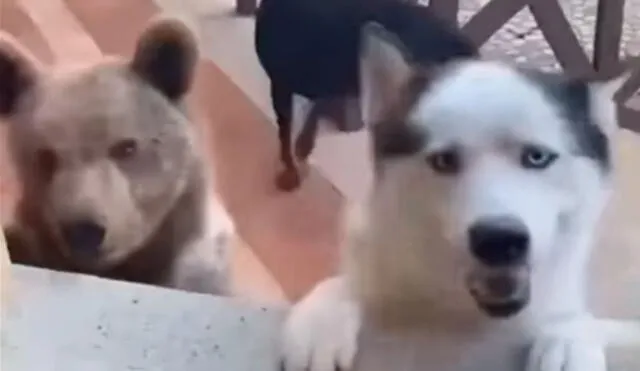 Una mujer abrió la puerta para que sus queridas mascotas ingresen a su casa; sin embargo, un detalle llamó su atención al verlos acompañados de un pequeño oso. Foto: captura de YouTube