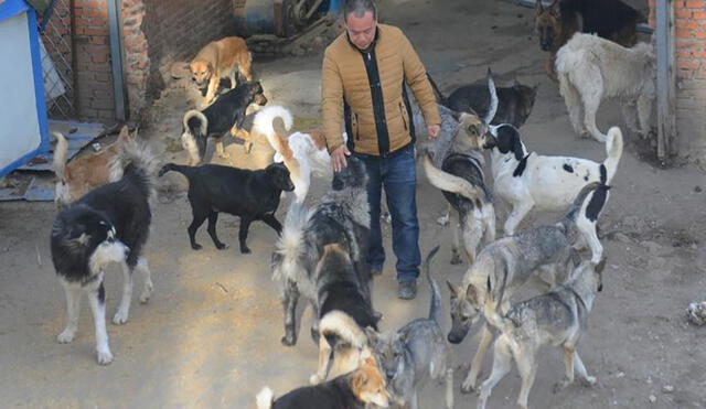 Para ello compró un enorme terreno para albergar a los canes rescatados. Foto: Pinterest