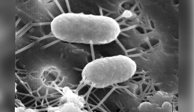 Leptospirillum, conocidas como "bacterias come-metales". Foto: Susan Spiller/ Research Gate