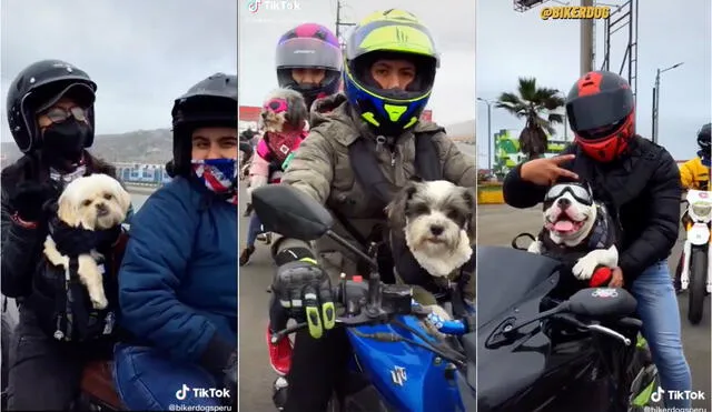 Los viajes en moto también pueden ser disfrutados por los perritos con total seguridad, tal y como lo demuestran un grupo de motociclistas. Foto: captura de video de TikTok