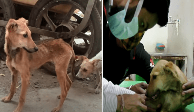 El video viral ha sido compartido en el canal Animal Aid Unlimited, India. Foto: captura de YouTube