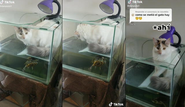 Minino se quedó dentro de la pecera de su 'amiga' tortuga hasta que su dueña le pidió que dejara tranquila al reptil. Foto: captura de TikTok