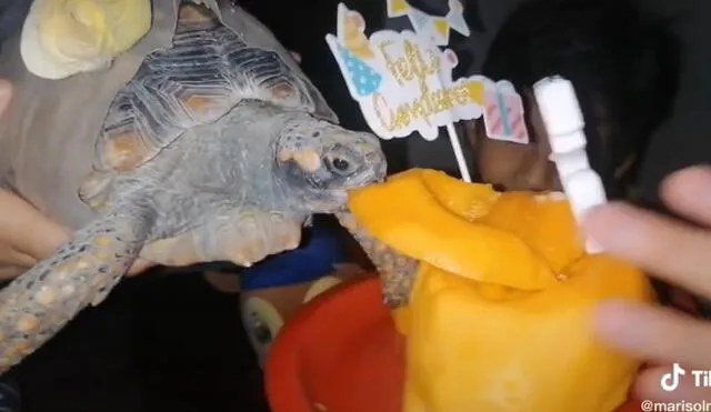 La tortuga disfrutó la torta de papaya que le preparó su familia. Foto: captura de TikTok
