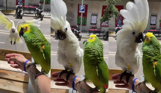 Una pareja de aves protagoniza simpático saludo que termina en un beso. Foto: Captura de TikTok
