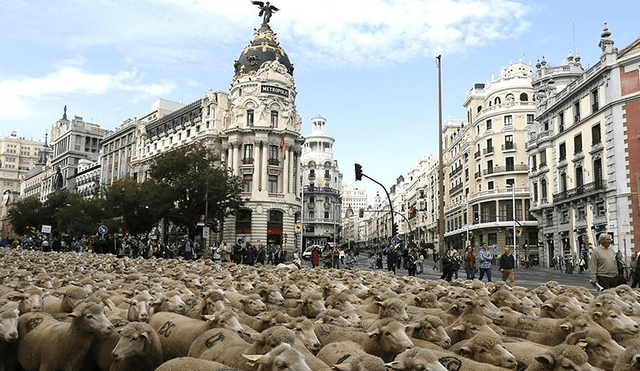 Las ovejas merinas cruzan Madrid en un evento que atrae la atención de lugareños y turistas. Foto: EFE