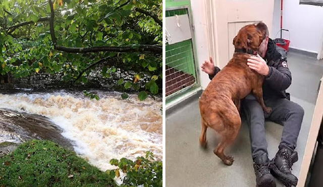 En el día de su cumpleaños, un hombre recibió una buena noticia sobre la aparición de su querida mascota luego de que fuera arrastrada por un río. Foto: Triangle News/ Facebook