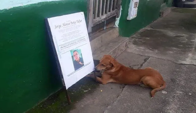 Un perrito no pudo ocultar su tristeza por el fallecimiento de su ‘mejor amigo’, por lo que pasó unas largas horas al costado de su foto para recordarlo. Foto: Fleybher M/ Facebook