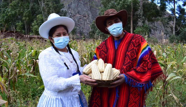 Producción de maíz en Cusco se realiza con una serie de inspecciones a cargo de Senasa. Foto: Senasa