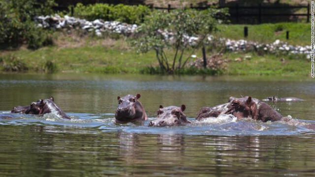 Liberados a su suerte en la hacienda abandonada luego de que Escobar cayera abatido por la Policía en 1993, los hipopótamos se multiplicaron. Foto: captura de CNN