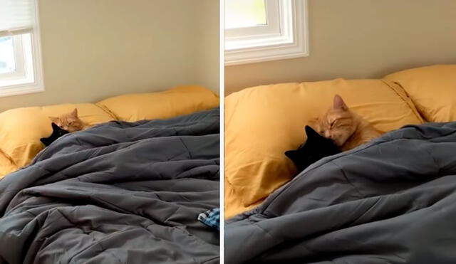 Unos felinos aprovecharon la ausencia de su dueña para acostarse en su cama a escondidas y darse unas caricias; sin embargo, fueron descubiertos. Foto: captura de YouTube